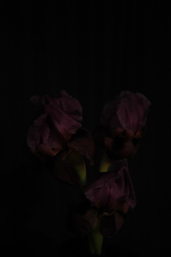 aril-irises_13 purple