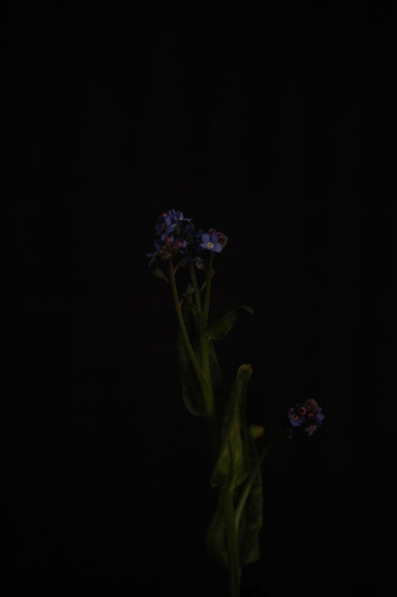 forget-me-not_13