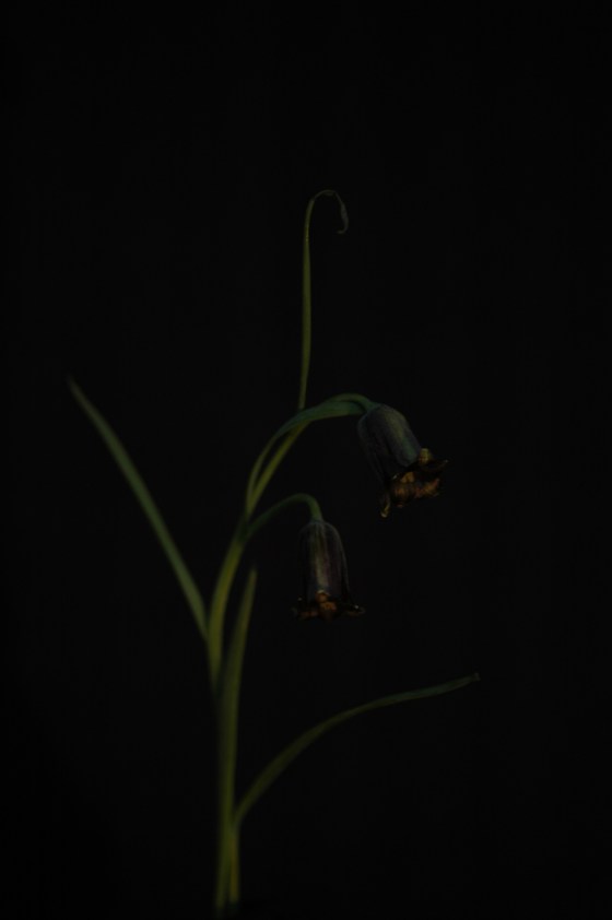 fritillaria_13 mauve