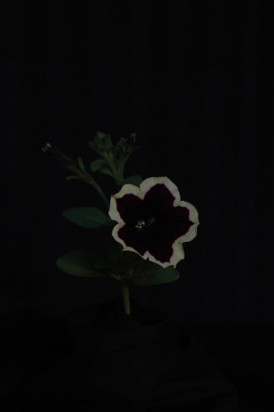 petunia_13 rimmed