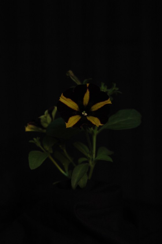 petunia_13 striped