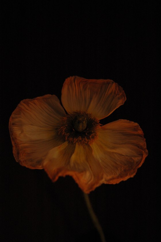 poppy_112-orange