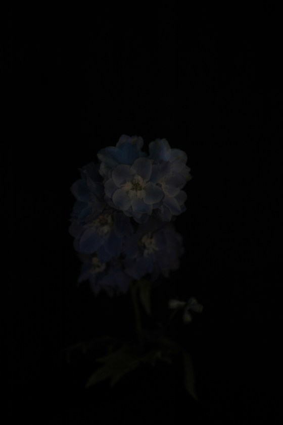 rocket-larkspur_13 powderblue