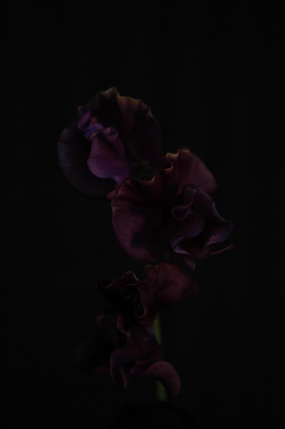 sweatpea_4 2013 purple