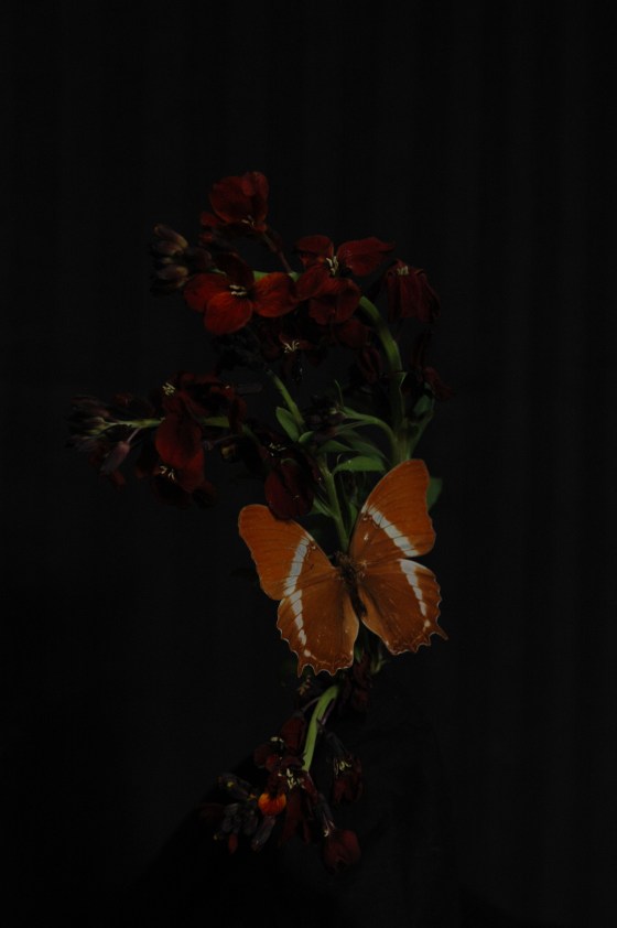 wallflower_13 maroon