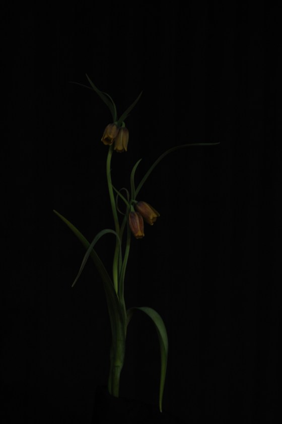 fritilaria_13 persimmon