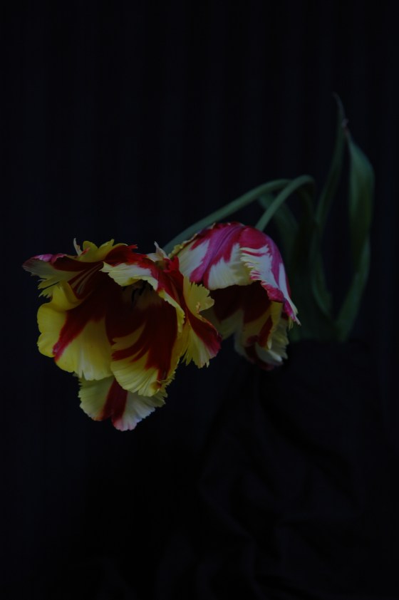 parrot tulips_13